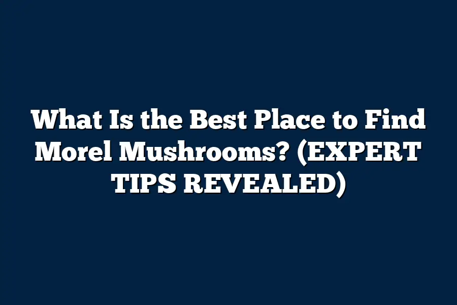 What Is the Best Place to Find Morel Mushrooms? (EXPERT TIPS REVEALED)